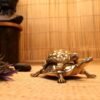 Metal Tortoise Showpeice